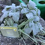 Tatil Evi - Kleine Alte Am *