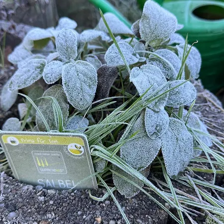 Holiday home - Kleine Alte Am *