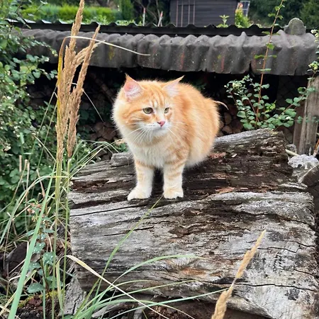 - Kleine Alte Am