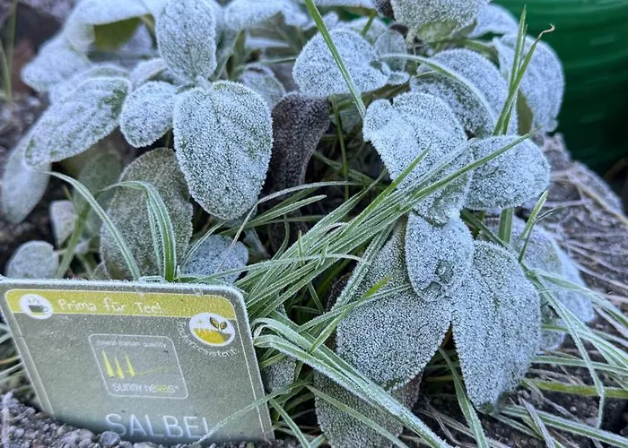 Σπίτι διακοπών - Kleine Alte Am *